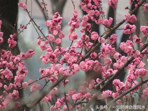 桃花查詢|免費八字姻緣算命，查詢正緣桃花何時來、出現時間、幾歲結婚。